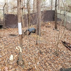 VA Living Museum - Red Fox exhibit #1, one animal