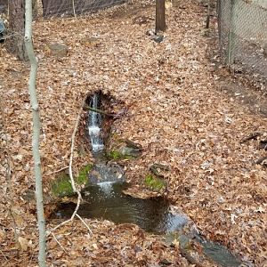 VA Living Museum - Red Fox exhibit #1, water feature