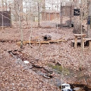VA Living Museum - Red Fox exhibit #2, two animals