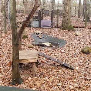 VA Living Museum - Skunk exhibit, 2 animals