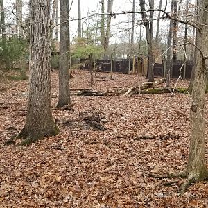 VA Living Museum - Whitetail (1) and turkey (3) exhibit