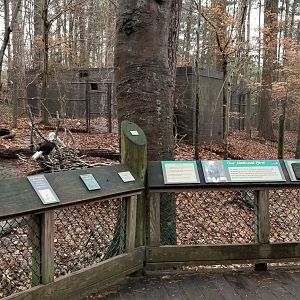 VA Living Museum - Bald Eagle exhibit, 2 animals
