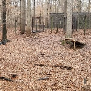 VA Living Museum - Red Wolf exhibit