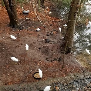 VA Living Museum - Aviary - brown pelican, cattle egrets, ducks, etc