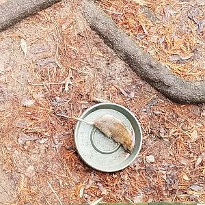 VA Living Museum - Confirm ID? Marsh Rice Rat?