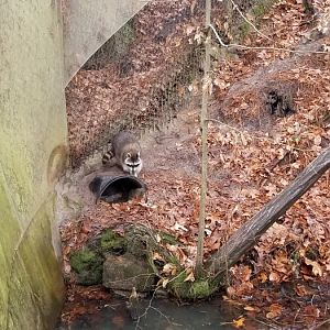 VA Living Museum - Raccoon