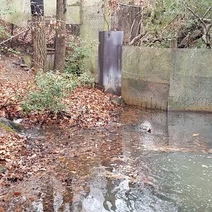 VA Living Museum - Part of raccoon exhibit