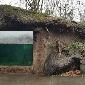 VA Living Museum - Otter underwater viewing
