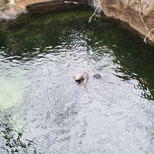 VA Living Museum - Otters in water