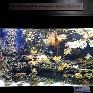 VA Living Museum - Underground Gallery - Example of fossil riverbank being 'brought back to life'