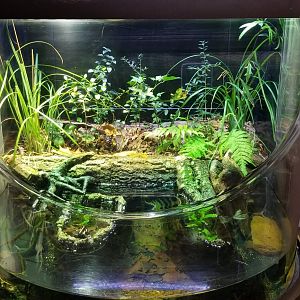 VA Living Museum - Underground Gallery - Eastern chicken turtle, american toad, southern leopard frog