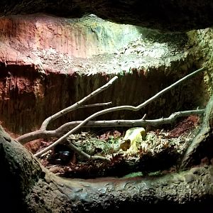 VA Living Museum - Underground Gallery - black rat snake