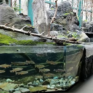 VA Living Museum - Appalachian Cove