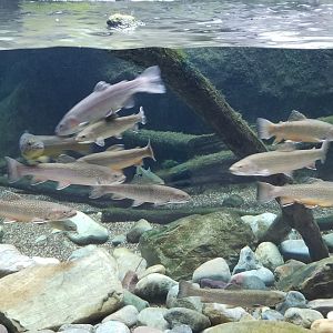 VA Living Museum - Appalachian Cove - fish