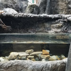 VA Living Museum - Appalachian Cove - Eastern Hellbender