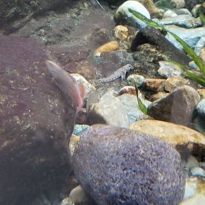 VA Living Museum - Appalachian Cove - tiny fish