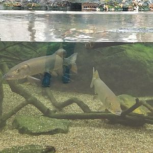 VA Living Museum - Appalachian Cove - fish