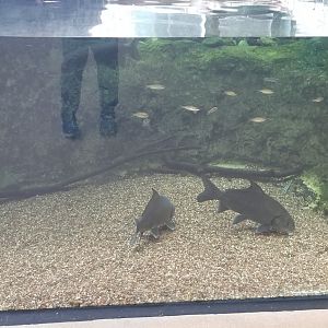 VA Living Museum - Appalachian Cove - fish