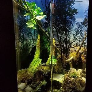 VA Living Museum - World of Darkness - Barking treefrogs, Green treefrogs, Gray treefrogs