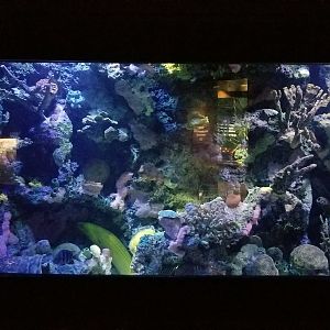 VA Living Museum - World of Darkness - Moray tank