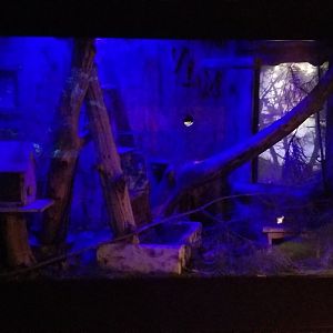 VA Living Museum - World of Darkness - southern flying squirrel