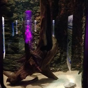 VA Living Museum - World of Darkness - american eel