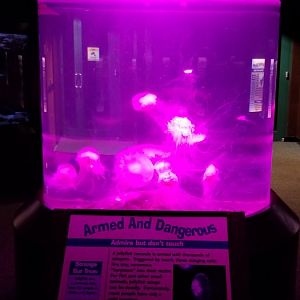 VA Living Museum - World of Darkness - jellyfish (unnamed)