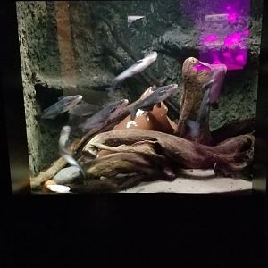 VA Living Museum - World of Darkness - channel catfish