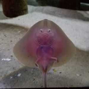 VA Living Museum - World of Darkness - little skate