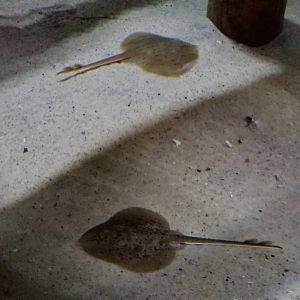 VA Living Museum - World of Darkness - clearnose skate