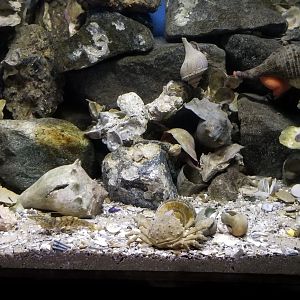 VA Living Museum - World of Darkness - ghost shrimp, crabs