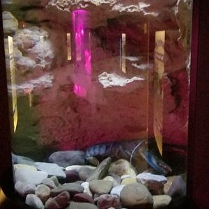 VA Living Museum - World of Darkness - american lobster