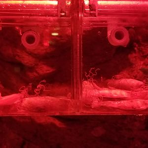 VA Living Museum - World of Darkness - Chain Dogfish Shark eggs