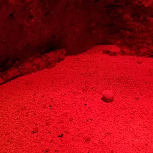 VA Living Museum - World of Darkness - Chain Dogfish Sharks