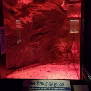VA Living Museum - World of Darkness - Chain Dogfish Shark tank