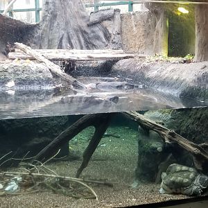 VA Living Museum - Cypress Swamp - Snapping turtle and american alligator