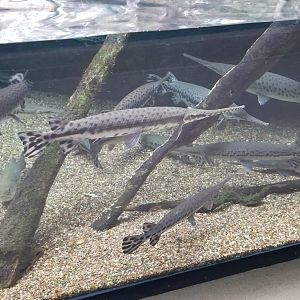 VA Living Museum - Cypress Swamp - fish