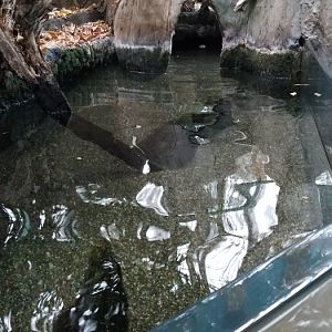 VA Living Museum - Cypress Swamp