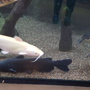 VA Living Museum - Cypress Swamp - catfish, turtles