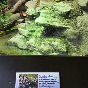 VA Living Museum - Cypress Swamp - timber rattlesnake