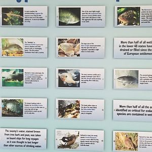 VA Living Museum - Cypress Swamp - species