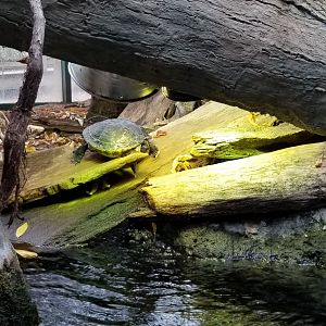 VA Living Museum - Cypress Swamp - turtle