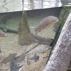 VA Living Museum - Cypress Swamp - fish