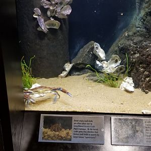 VA Living Museum - Coastal Plain - blue crab