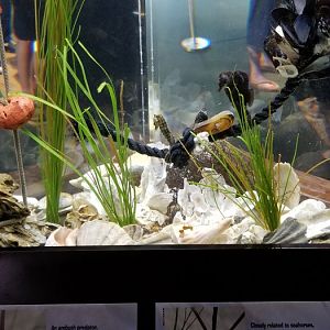 VA Living Museum - Coastal Plain - lined seahorse