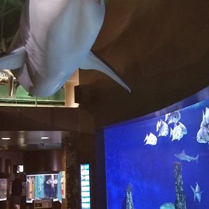 VA Living Museum - Coastal Plain - sharks