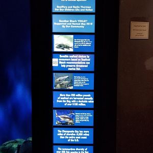 VA Living Museum - Coastal Plain - shark tank species