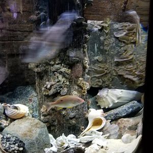 VA Living Museum - Coastal Plain - striped blennies, feather blennies, skilletfish, tautog, planehead filefish