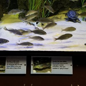 VA Living Museum - Coastal Plain - mummichogs, striped killifsh, pigfish, northern diamondback terrapin