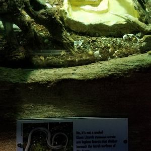 VA Living Museum - Coastal Plain - glass lizard